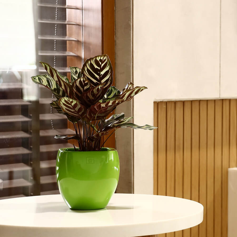 designer garden pots