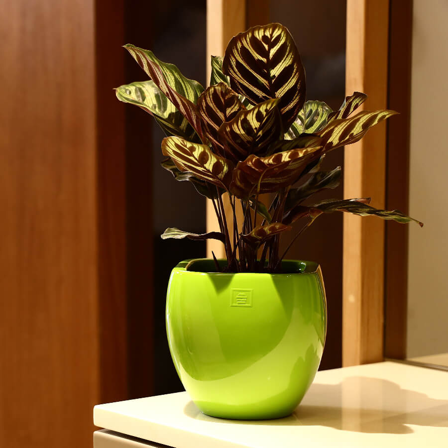 designer garden pots