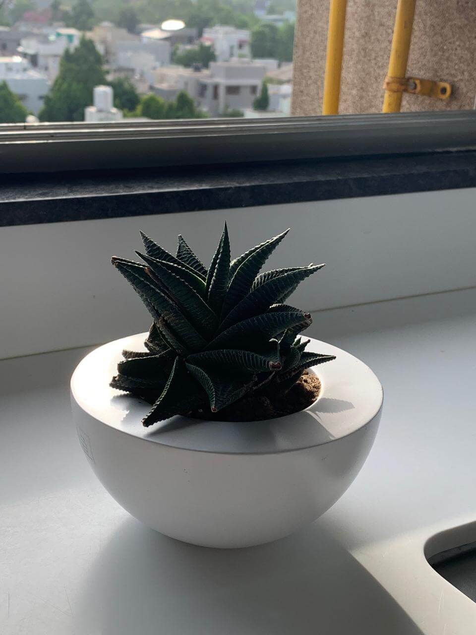 decorative indoor flower pots