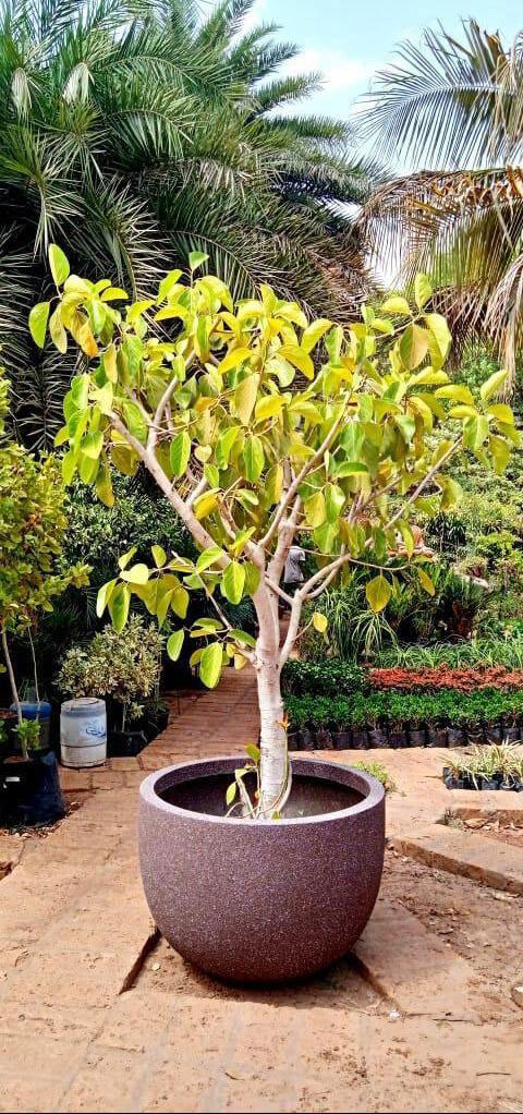 designer garden pots