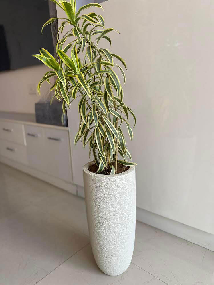 designer indoor planters